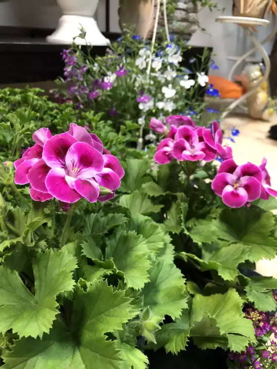 Цветя от City Flowers