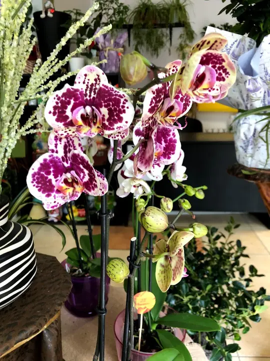 Цветя от City Flowers