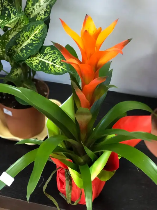 Цветя от City Flowers